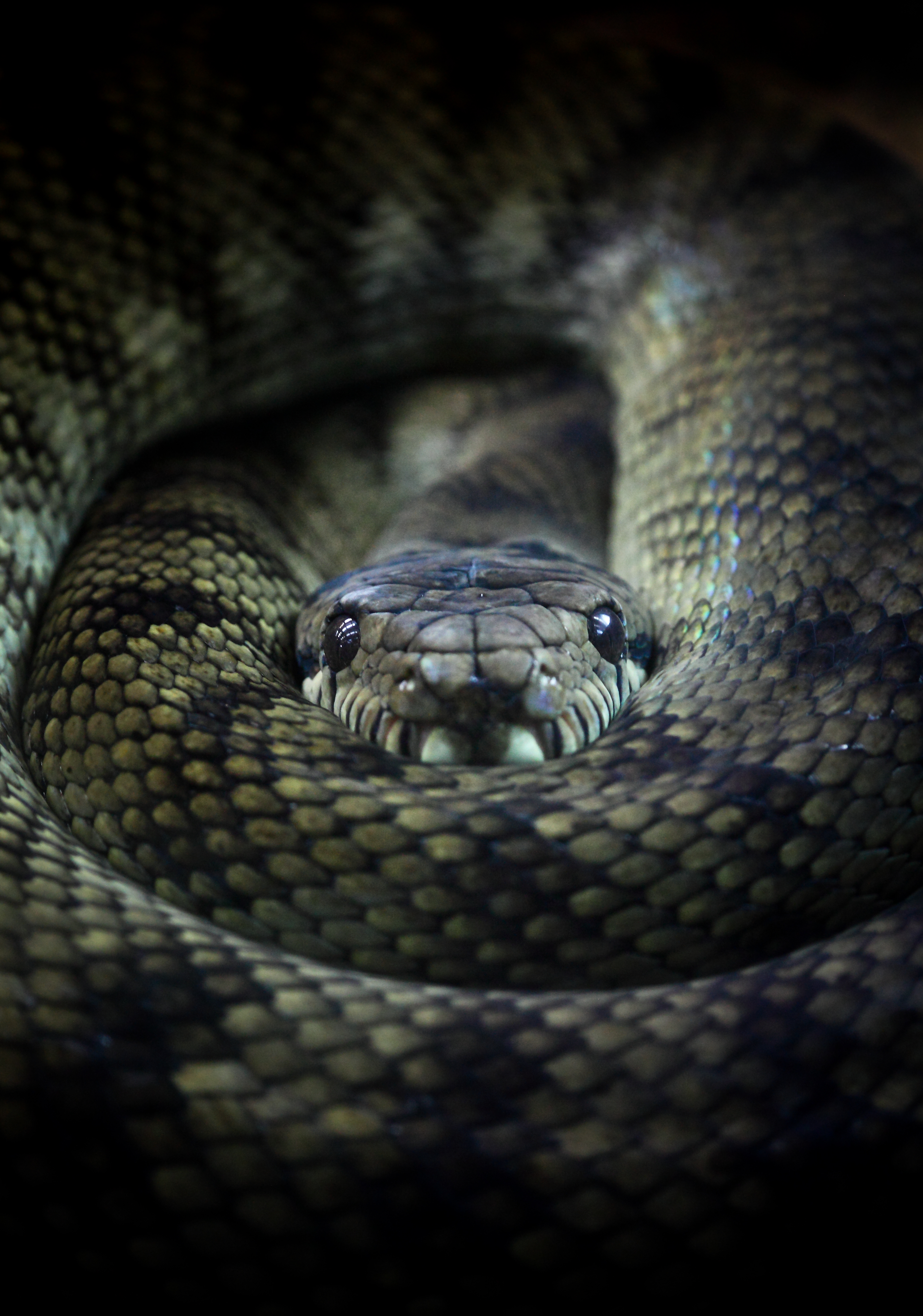 Examples of previous award winner submissions